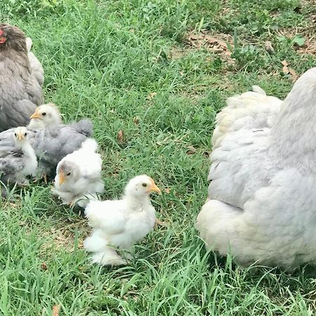 Appartamento In Cascina -La Cascinetta Di Ali- Roatto Eksteriør billede