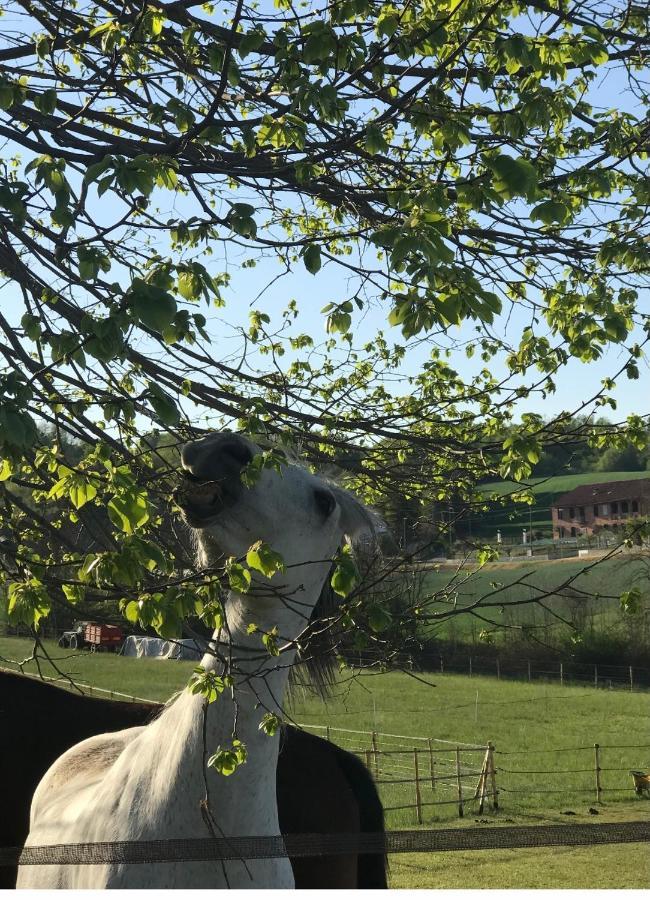 Appartamento In Cascina -La Cascinetta Di Ali- Roatto Eksteriør billede