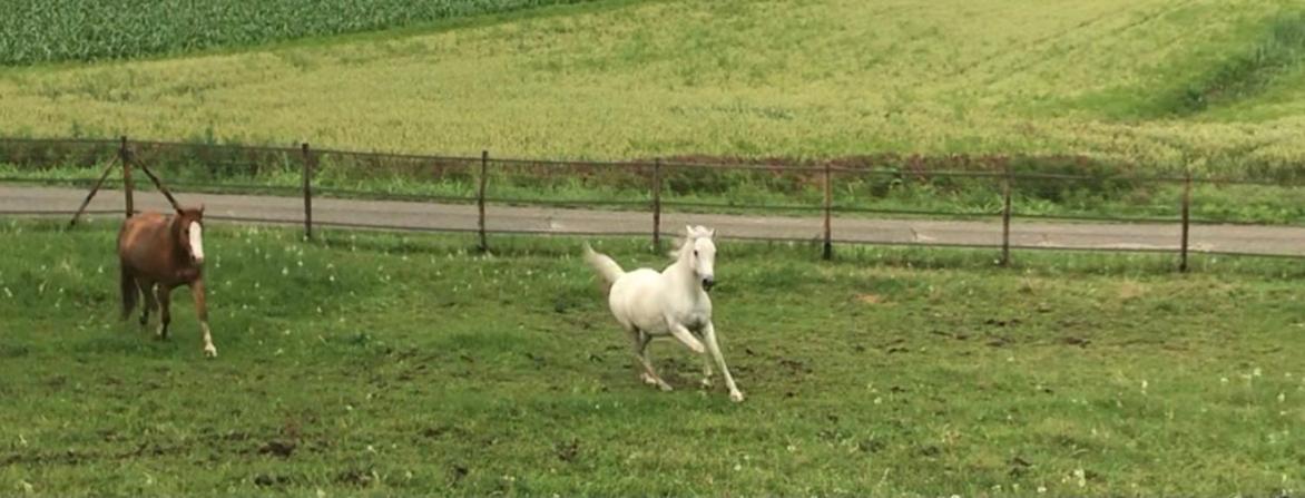 Appartamento In Cascina -La Cascinetta Di Ali- Roatto Eksteriør billede