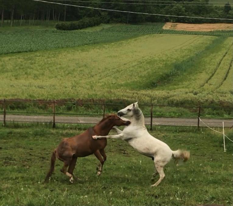 Appartamento In Cascina -La Cascinetta Di Ali- Roatto Eksteriør billede