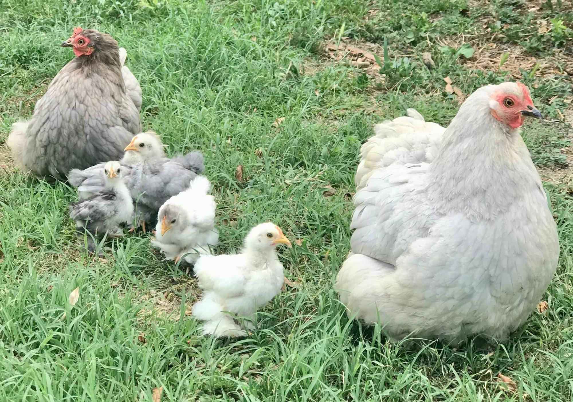 Appartamento In Cascina -La Cascinetta Di Ali- Roatto Eksteriør billede